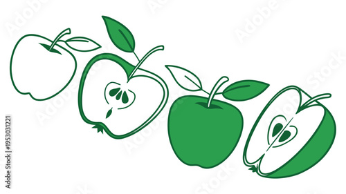 Green apple life cycle stages illustration, from outline to whole fruit