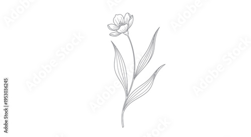Detailed drawing of a single flower.