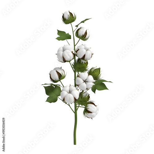 A close-up of a cotton plant with white flowers and green leaves