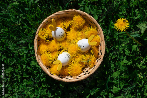 A dandelion with a bee on a green lawn next to a basket filled with blooming yellow dandelions and Easter eggs with bunny ears. The concept of the Happy Easter holiday