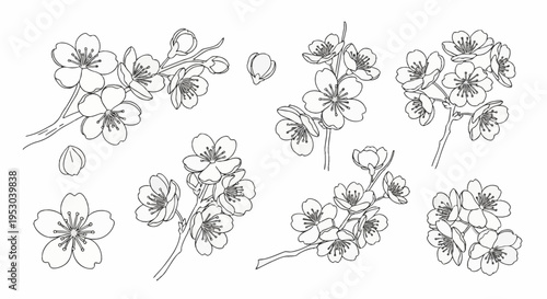 Botanical line art illustration featuring multiple cherry blossom branches, individual five-petal flowers, and buds in a black and white vector style isolated on white background.