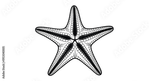 Black and white illustration of a five pointed starfish with detailed textures