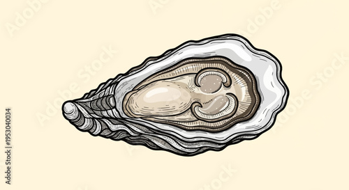 Hand-drawn vector illustration of an open oyster shell with meat, vintage woodcut style engraving featuring detailed textures and outlines of a fresh bivalve marine mollusk.