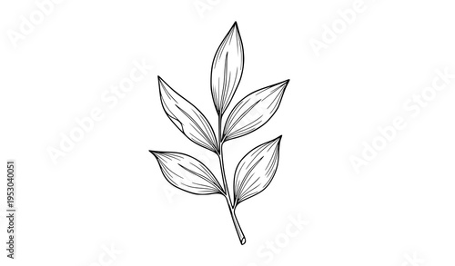 Hand Drawn Leafy Plant Outline Vector Illustration for Botanical Design
