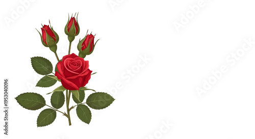 Botanical vector illustration of a single red rose flower in full bloom with three closed rosebuds on a green thorny stem with leaves, isolated on a plain white background.