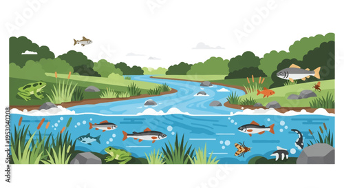 Detailed vector illustration of a freshwater river ecosystem showing a cross-section with fish swimming underwater, frogs on the banks, lush green vegetation, and forest trees.