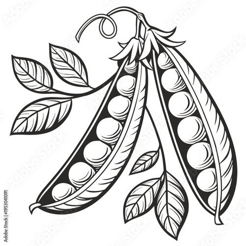 Peapod with peas and leaves, black and white botanical illustration