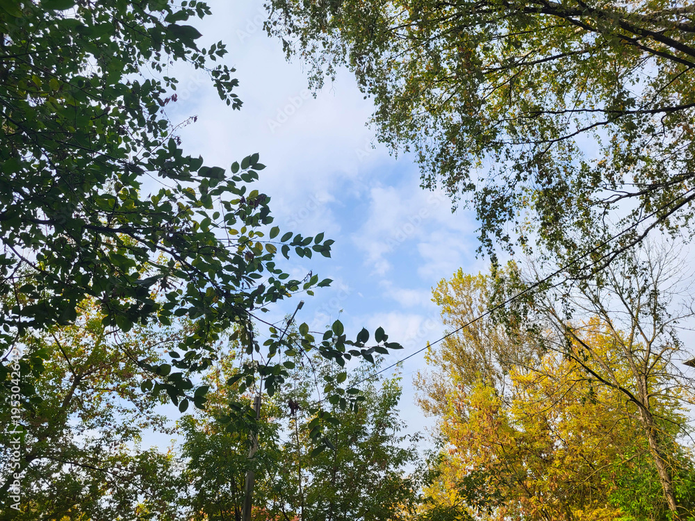 Fototapeta premium In the autumn park, the blue sky with clouds can be seen through the leaves