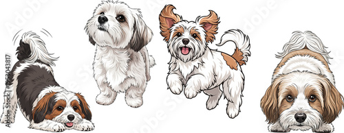 Havanese dog jumping playful play bow standing curious pose set