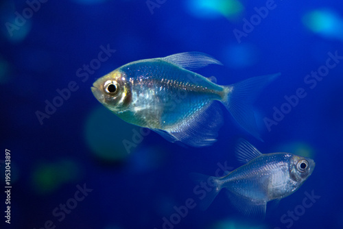 Aquarium  fish-ternetzi swim. The Latin name Gymnocorymbus ternetzi. Close-up, blue background. Two fish are blue