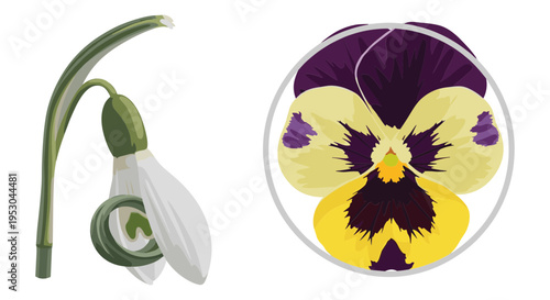 Detailed vector illustration of a white snowdrop flower with a green stem and a vibrant yellow and purple pansy flower, perfect for spring designs and botanical themes.