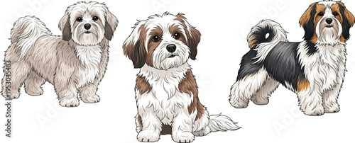 Havanese dog sitting curious standing side profile pose set