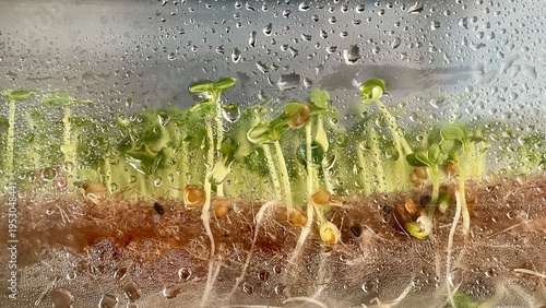 Arugula microgreens seedlings growing in container with water drops, close up