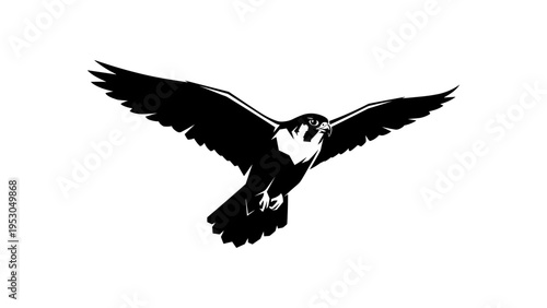 Striking hawk silhouette in flight against white background