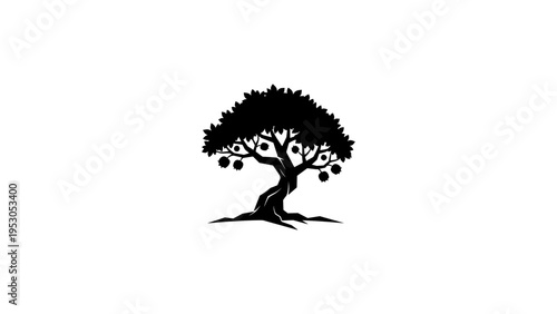 Silhouette of an ancient olive tree on white background
