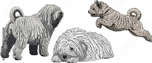 Hungarian Puli dog jumping lying down standing rear view pose set