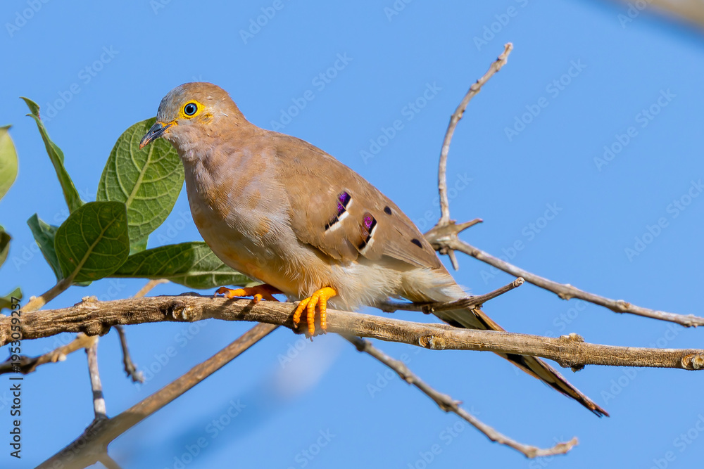 Fototapeta premium Uropelia campestris