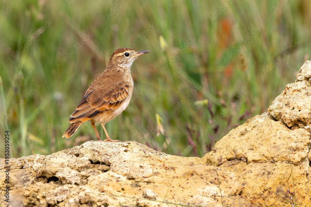 Obraz premium Campo miner 