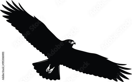 A majestic bird of prey in mid flight with wings spread wide against a plain white background