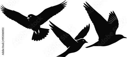 Three black birds in flight silhouette against white background