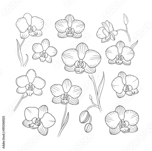 Black and white line of multiple orchid flowers and buds botanical