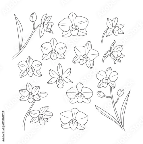 Black and white line collection of various orchid flowers and buds floral botanical