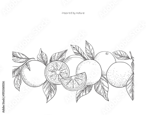Black and white line of oranges a branch with leaves fruit citrus 1
