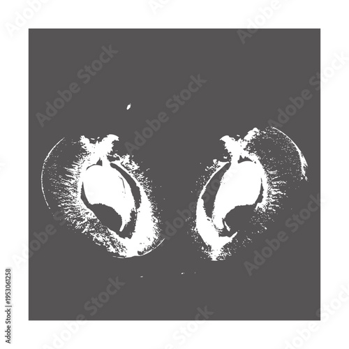 Macro of two halves of a fruit pit with textured surface white