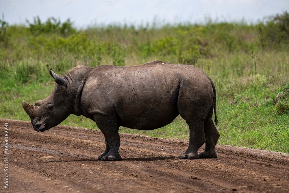 Obraz premium Black Rhinoceros close up in the savannah of the Nairobi National park in Kenya