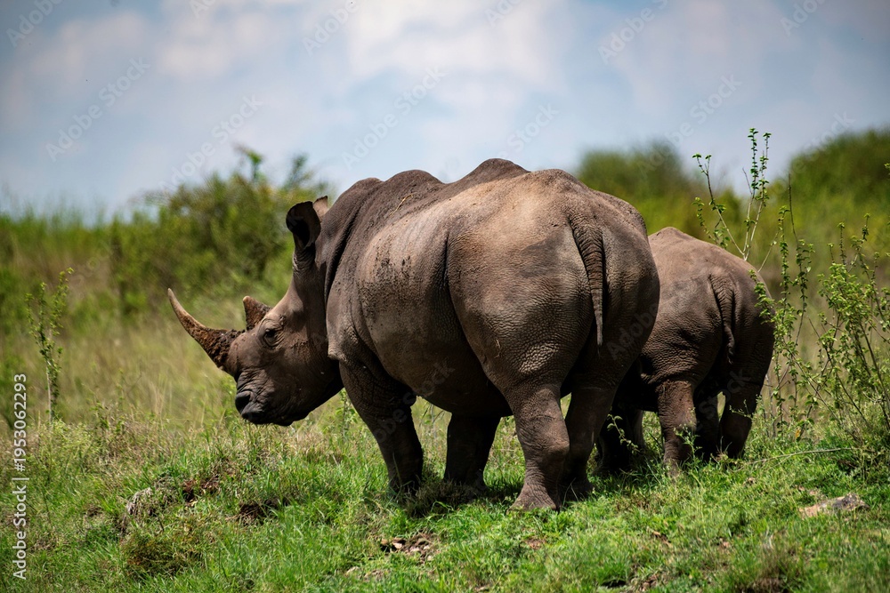 Fototapeta premium Black Rhinoceros close up in the savannah of the Nairobi National park in Kenya