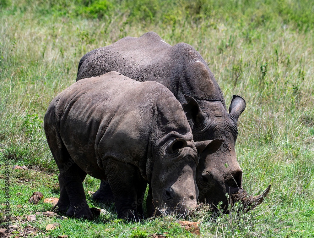 Obraz premium Black Rhinoceros close up in the savannah of the Nairobi National park in Kenya