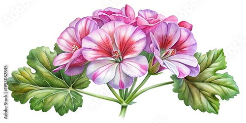 Wallpaper Mural Detailed Watercolor Painting of Pink and White Geranium Flowers with Green Leaves Torontodigital.ca