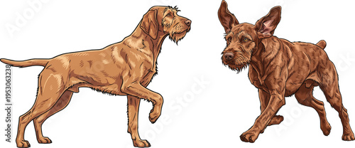 Hungarian Wirehaired Vizsla dog alert pointing stance running pose set