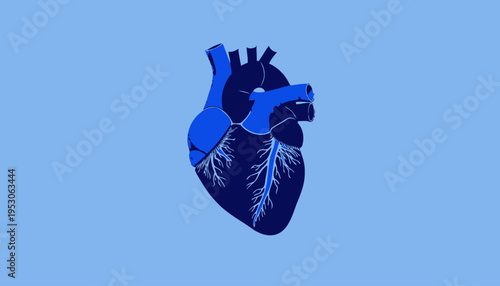 Illustration of a Stylized Blue Human Heart with Arteries and Veins Against a Light Blue Background Highlighting Anatomical Features for Educational Purposes