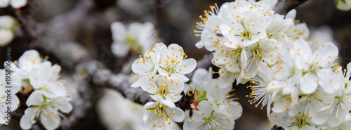Soft white blossoms clustered on a dark tree branch create a tranquil spring ...