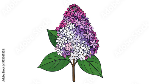 Colorful lilac flower cluster arrangement with purple pink and white blossoms and green leaves isolated on white background