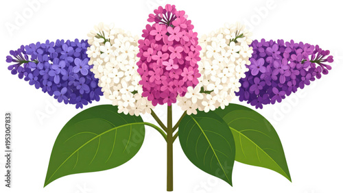 Colorful lilac flower cluster arrangement with purple pink and white blossoms and green leaves isolated on white background