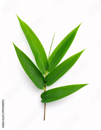 Green bamboo leaves branch isolated on white background, zen style