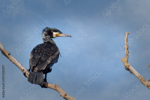 Great black cormorant on a dry. tree branch