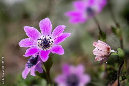 Red anemone - Anemone pavonina