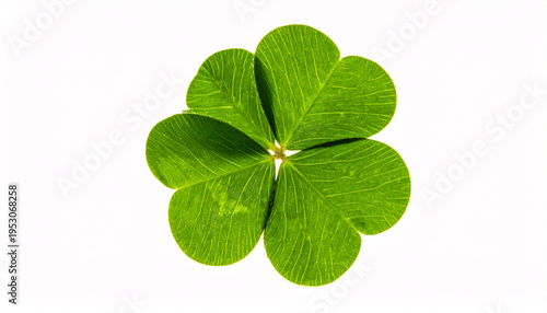 Perfect four leaf clover isolated on white background, luck symbol