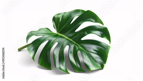 Monstera deliciosa leaf with holes isolated on white background