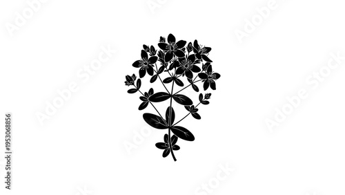 Elegant black silhouette of detailed flowering herb on white background