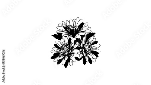 Elegant black and white chrysanthemum blossoms design with detailed petals