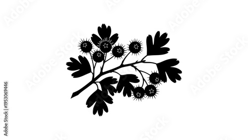 Silhouette of hawthorn berries and leaves on branch