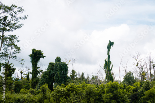 Canvas Print Surreal Tree Figures and Animal-Shaped Vines in Australia's Daintree Rainforest: Ancient Lush Greenery Resembling Human Silhouettes and Wildlife in the Tropical Jungle of Far North Queensland