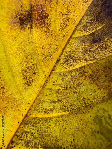 yellow leaf texture
