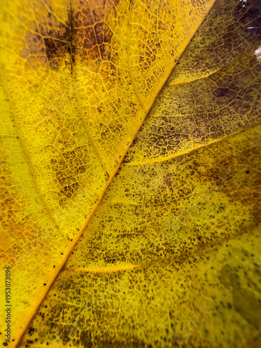 yellow leaf texture