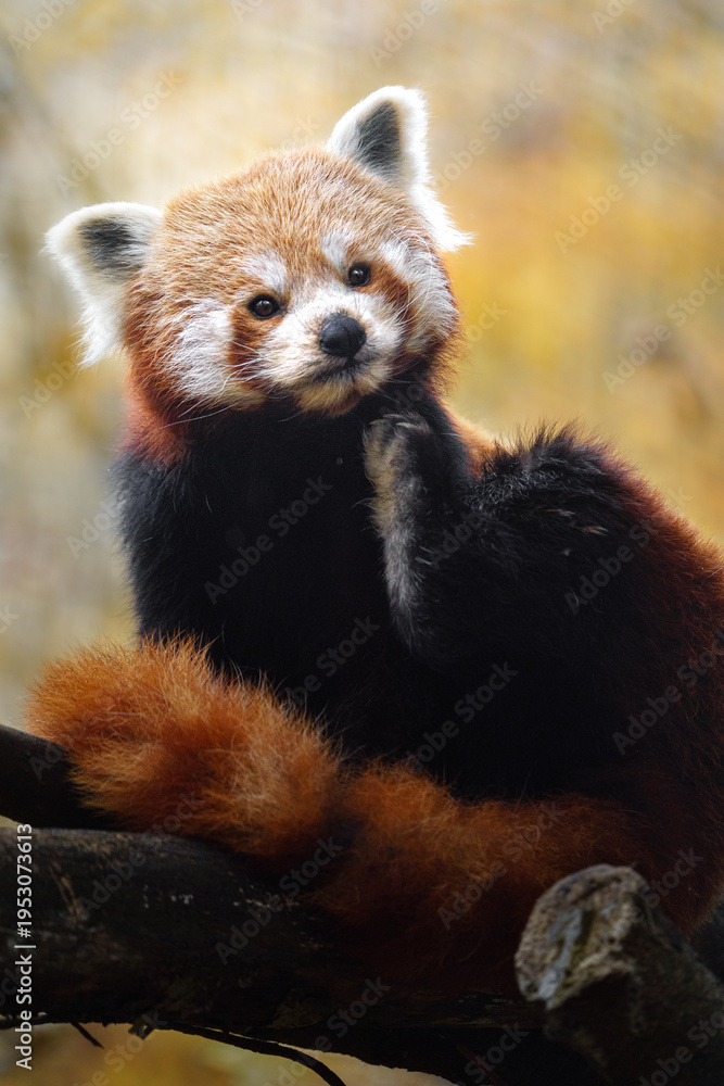 Obraz premium Portrait of Red panda in zoo
