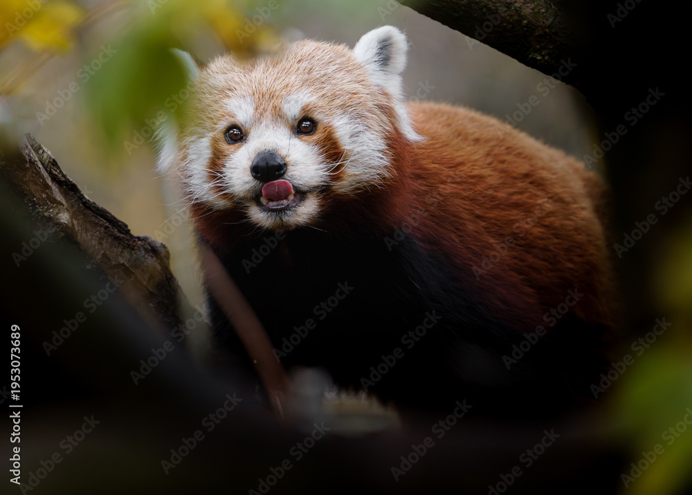 Obraz premium Portrait of Red panda in zoo
